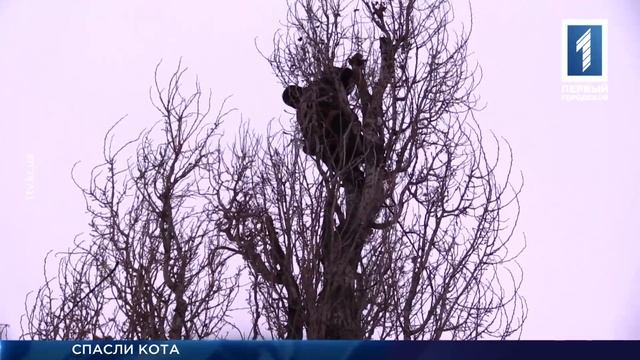 Спасли кота Цезаря