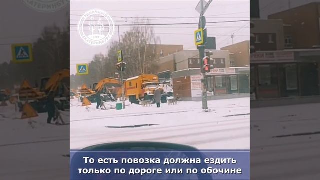 Можно ли ездить по городу на собаках?