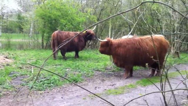 Scottish Highlanders in The Hague