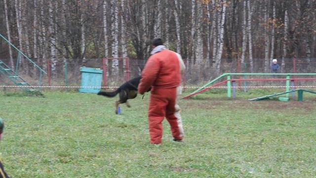 Бестия серый шторм. Первые шаги в большом ринге