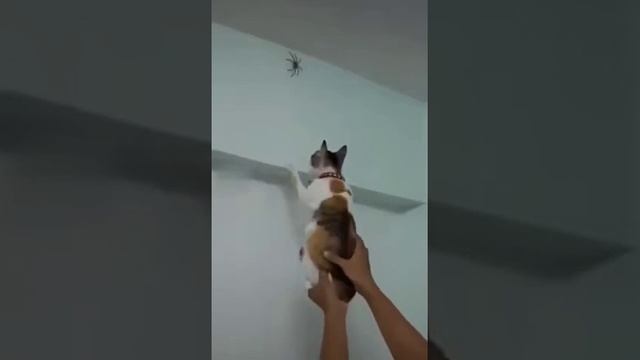 Для чего нужны коты