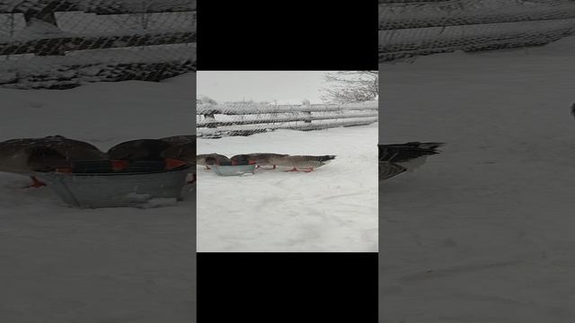 В гордом одиночестве дал воду гусям 🪿