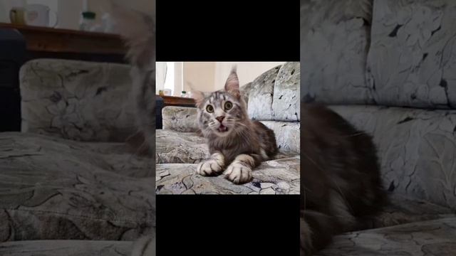 Папа котят, тоже умеет петь😂