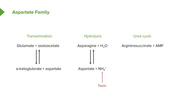 01.06 Aspartate Family and Asparagine Metabolism