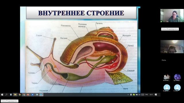8 класс_Б_13.01_32_Моллюски