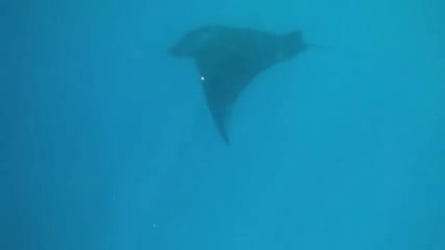 Ocean Waltz with Manta Ray
