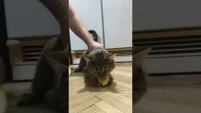 Кабачок