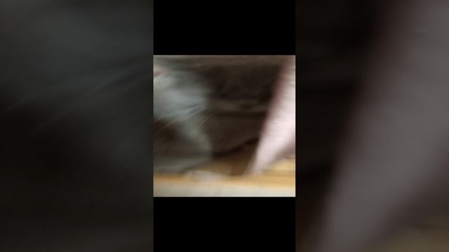 1000000385.mp4