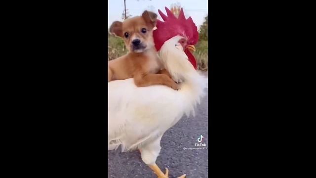 Мошенники представляются банком Тинькофф.