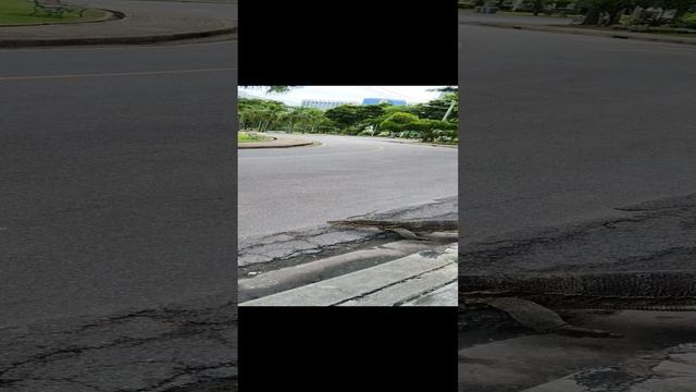 Варан