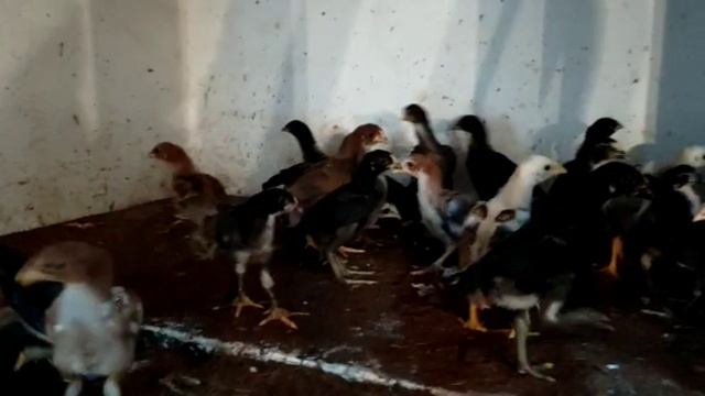 Peruvedai month old chicks ₹200/ minimum 20 , what's app,8489448093, Namakkal,