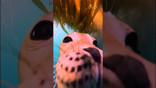 Какой любопытный