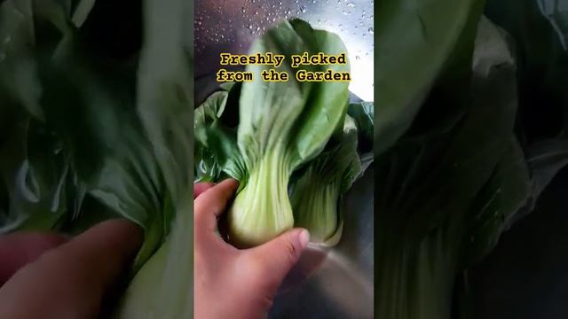 Fresh and Healthy Vegetable from the Garden #healthy #food #vegetables #shorts #viral #youtubeshort