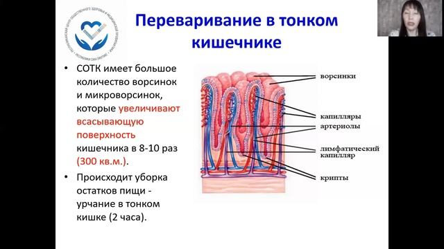 Школа здорового питания. Урок №2_  Пищеварение