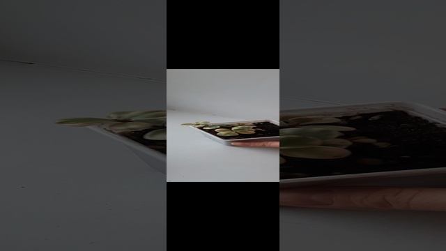 Суккуленты на продажу