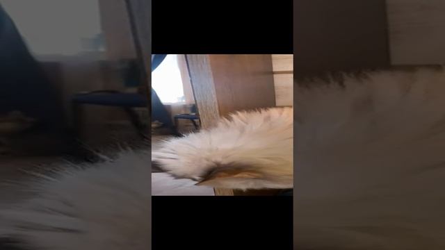 кот и зеркало