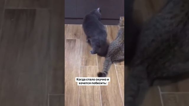 1000071215.mp4