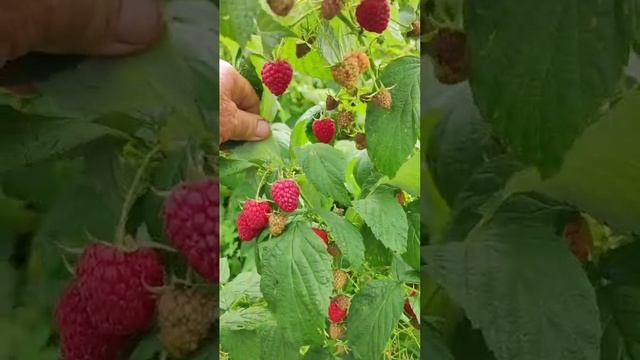 Полесье