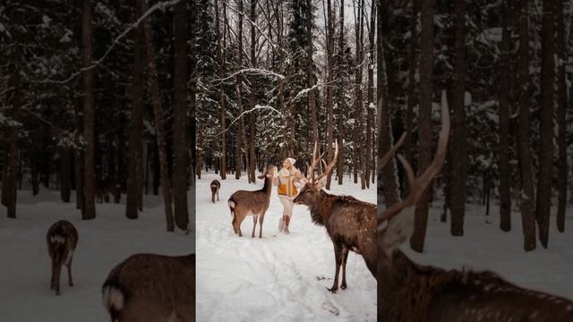 Бэмби в Веретьево