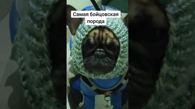 Бойцовская порода собак