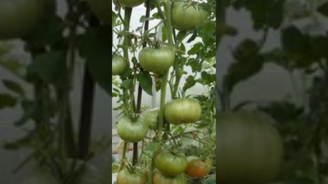 КРУПНЫЕ СЛАДКИЕ ТОМАТЫ САЛАТНОГО ТИПА.