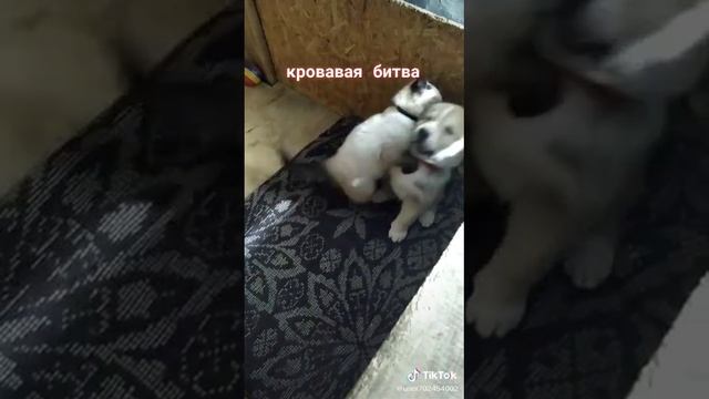 41cb5d985ea926738642e1be399a93c0_1736797169753.mp4