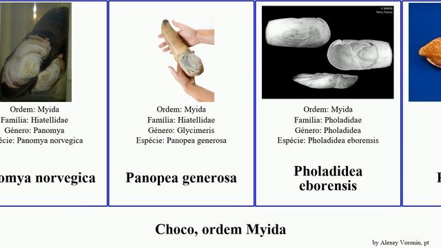 Choco, ordem Myida candida mollusca mediterraneum You norvegica Pholadoidea Teredo Martesia Barnea