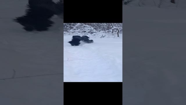 Щенки Тибетского терьера на зимней прогулке