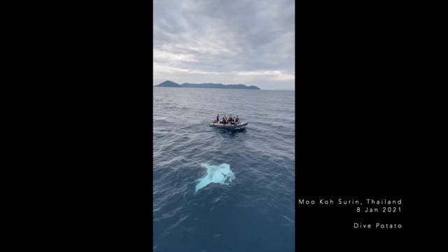 RARE White (Albino) Manta Ray with Divers [Thailand, 2021]
