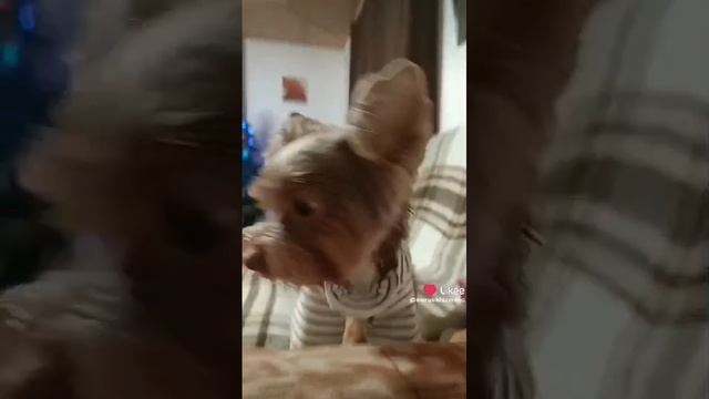 Я не мелкий... 🐶🤎🤎🤎Эрни🤎