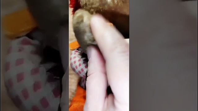 Мышка ГДР. Обзор. Чистка.