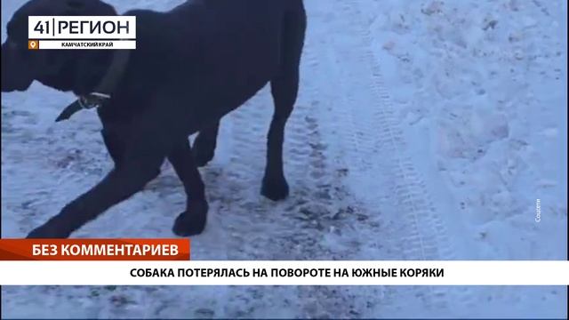 СОБАКА ПОТЕРЯЛАСЬ НА ПОВОРОТЕ НА ЮЖНЫЕ КОРЯКИ • БЕЗ КОММЕНТАРИЕВ