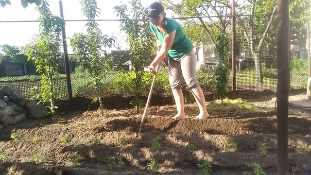 ПОМІДОРИ НИЗЬКОРОСЛІ ВИСАДЖУЮ ТІЛЬКИ ТАК/ПЛОДОНОСЯТЬ ДО МОРОЗІВ!!!