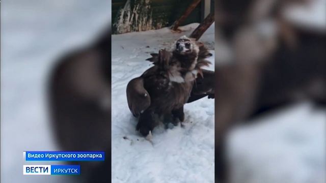 Самца грифа поселили в Иркутском зоопарке после восстановления