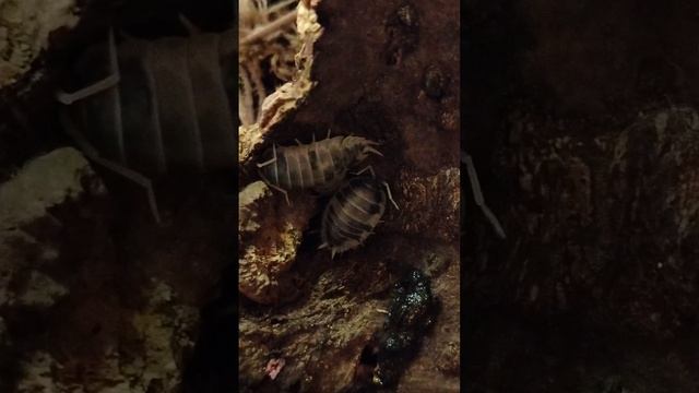 Жизнь мокричек Porcellio laevis "Dairy Cow»