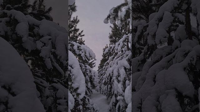 "Лапы" в снегу.
