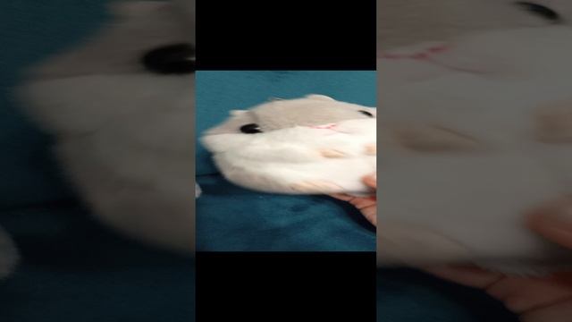 Крутой хомяк Степа