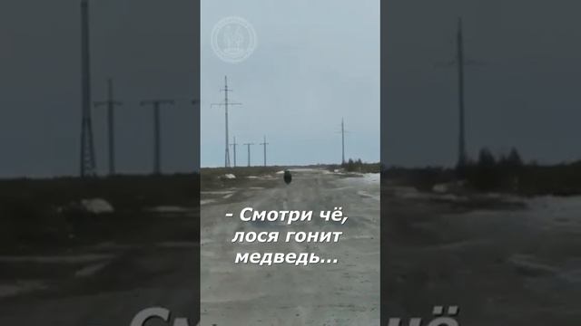 Мужики спасли лося от медведя