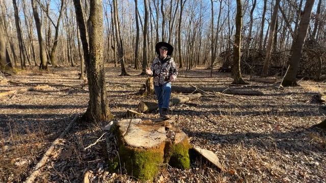 How Poor Timber Management Could Cost You: What You NEED to Know