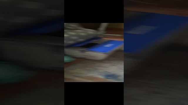 рыже-былые красотки. найдены в разное время. гладятся, но бояки. им нудно время для адаптации