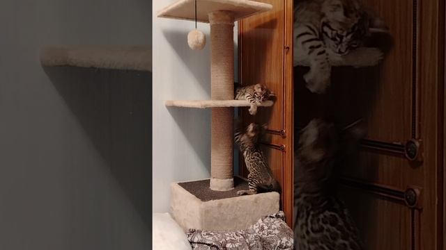 Котята Ф2.mp4