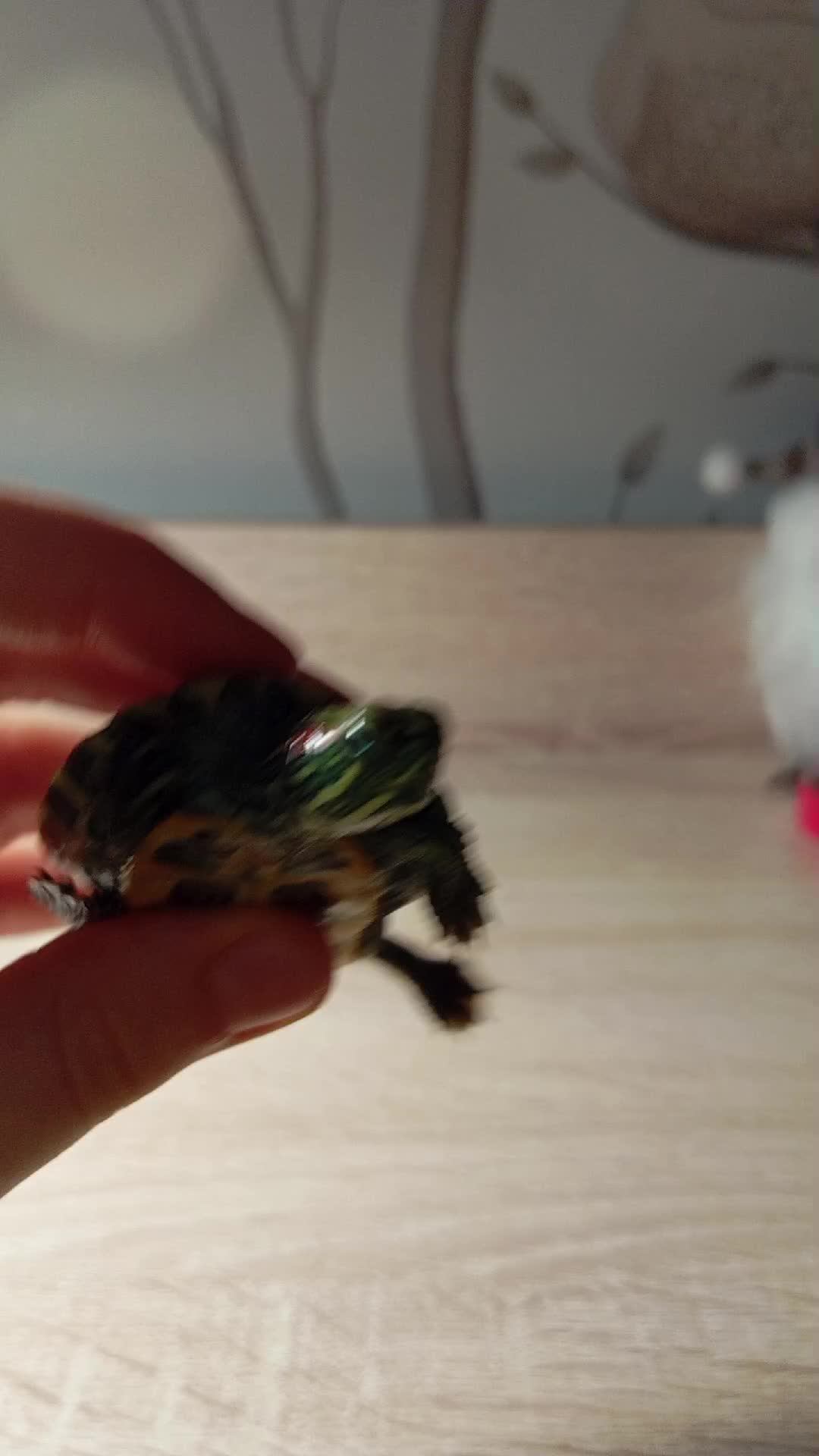 Кешуня и Нюша🦜🐢🤗