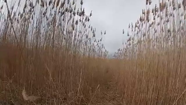 Гоняют хищника