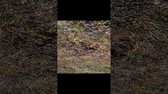 Сезон 15 серия 86 Голубика