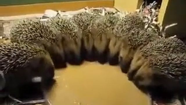 Ежики кушают