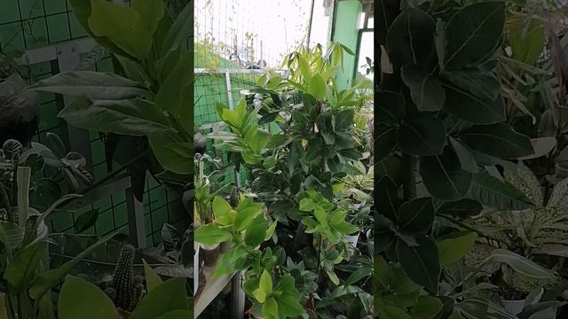 Bayleaf Plant is truly lucky in all ways (Laurel Plant) #shorts #fengshuiplants #masuwertenghalaman