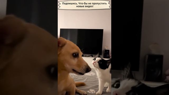 Коты против собак