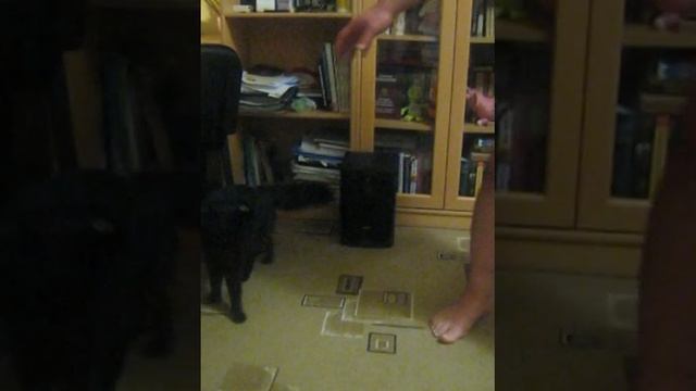 котэ чака норриса