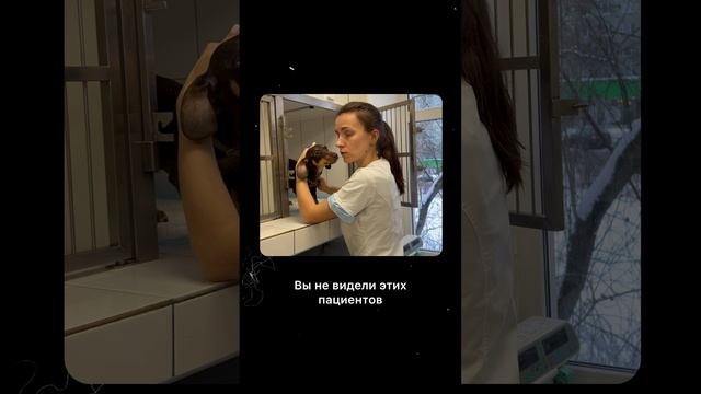 Почему нужна стерилизация собакам и кошкам
