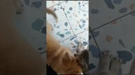 Кот и пёс